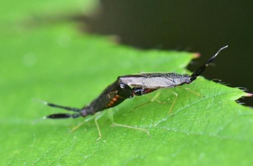 Réf. 286 984 : Heterotoma planicornis